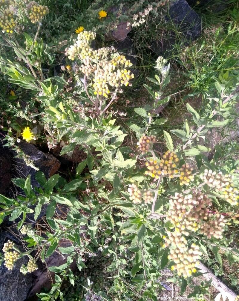 Pluchea dioscoridis — search result for 'Pluchea'