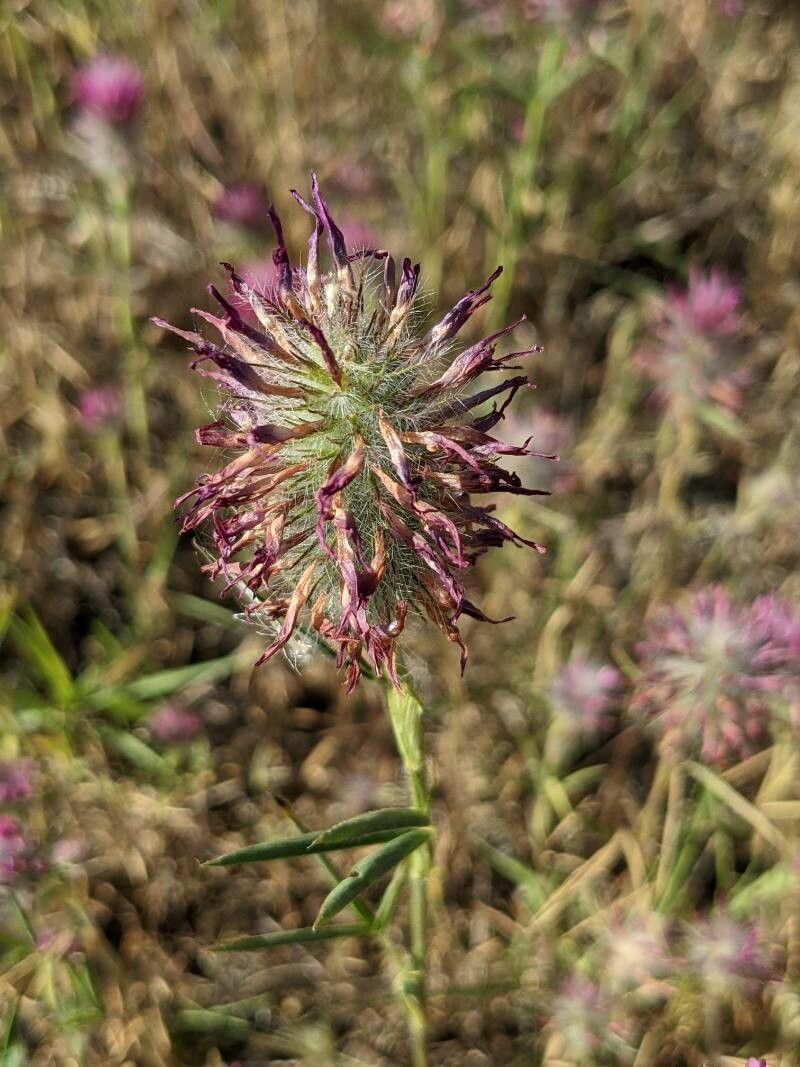 Trifolium purpureum fruit