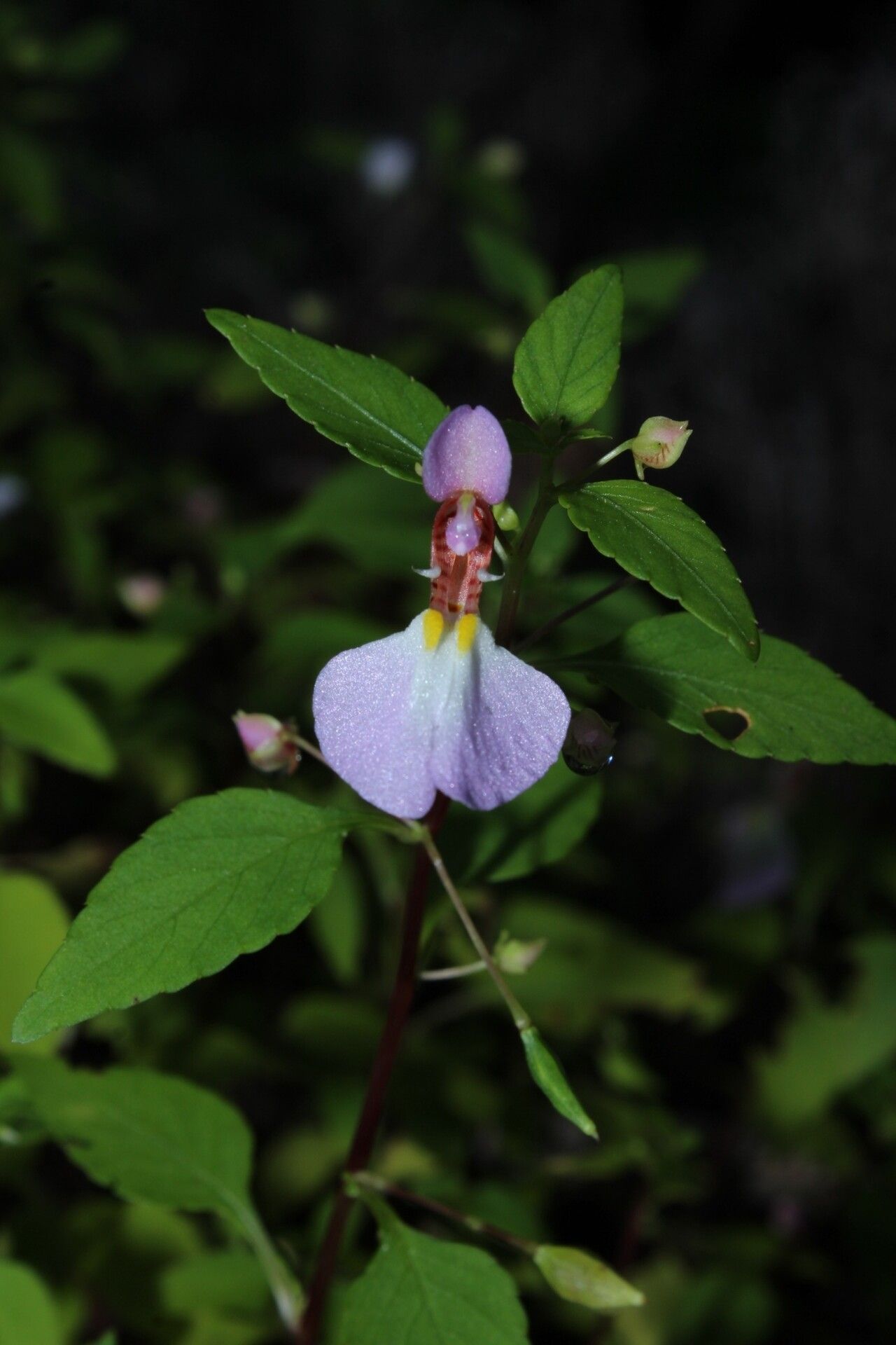 Impatiens ankaranensis — houseplant care guide