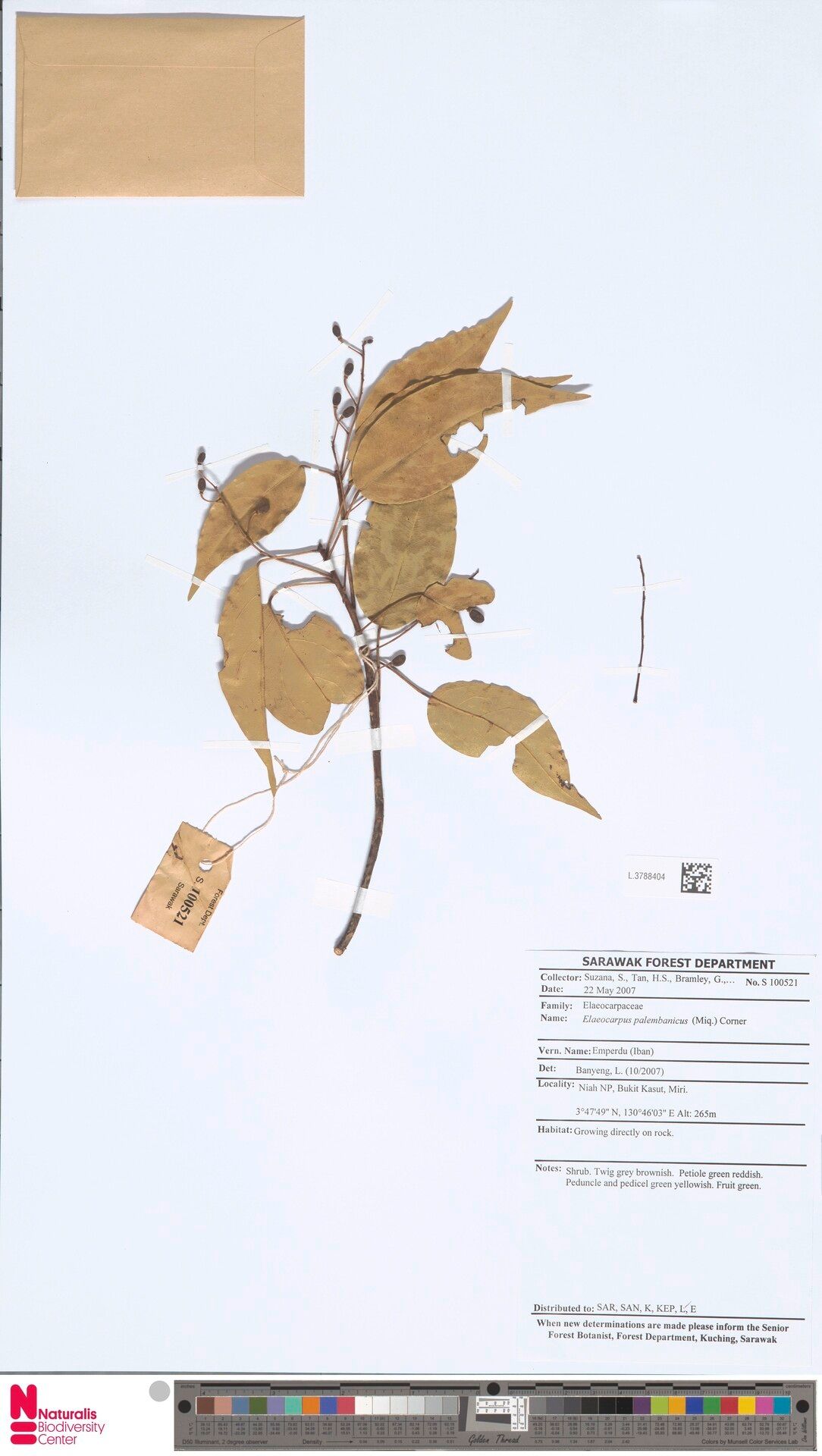 Elaeocarpus palembanicus — houseplant care guide