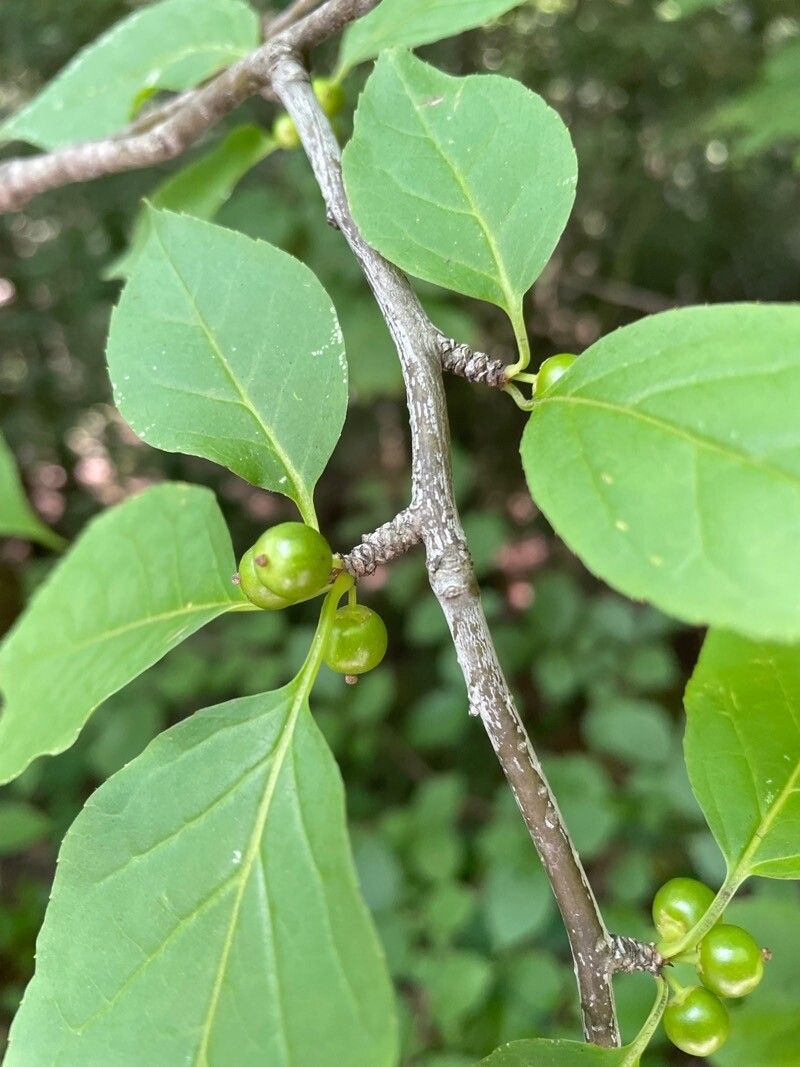 Ilex montana fruit