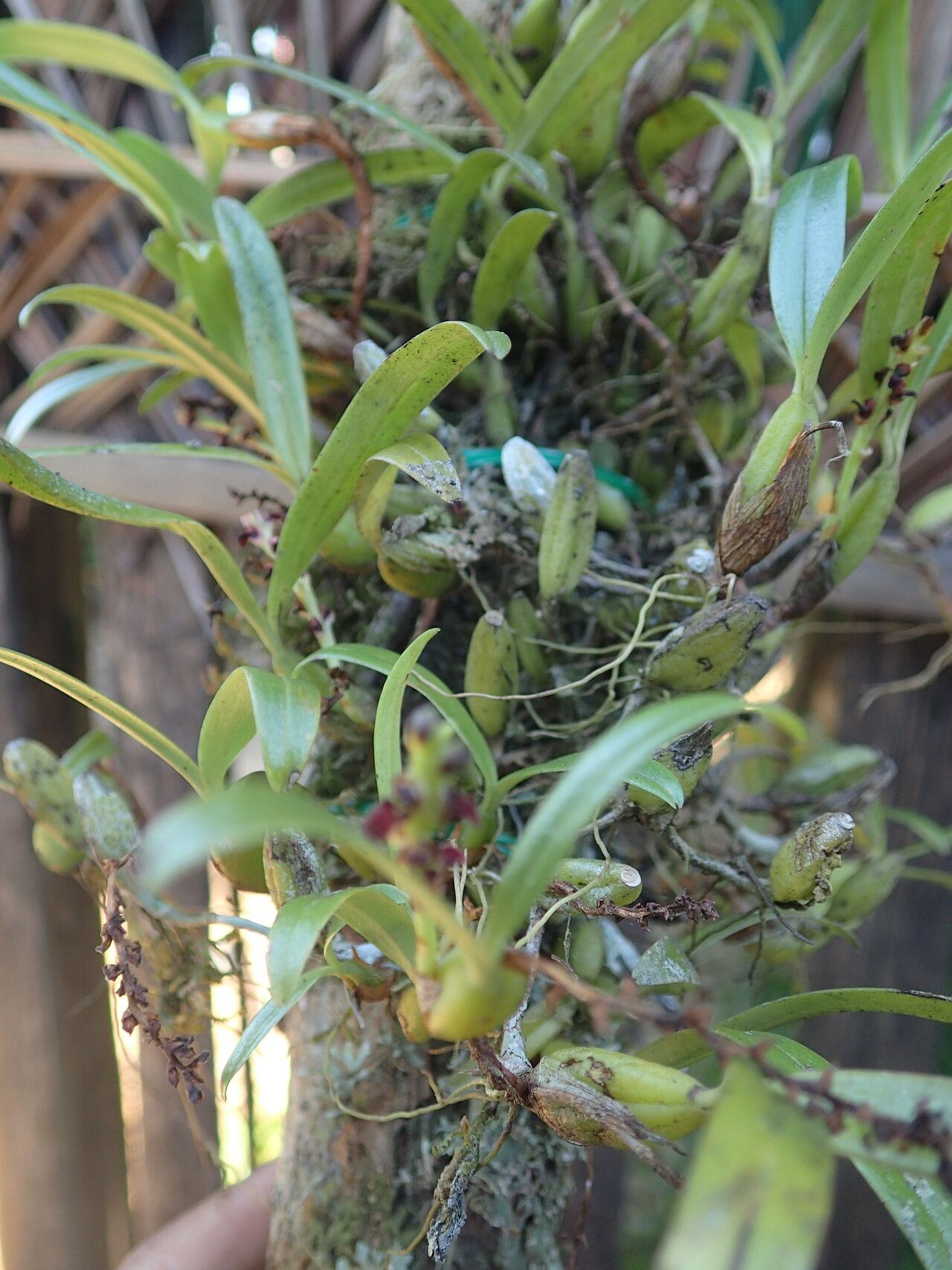 Bulbophyllum quadrialatum — houseplant care guide