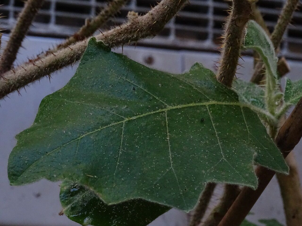 Solanum pseudolulo — houseplant care guide
