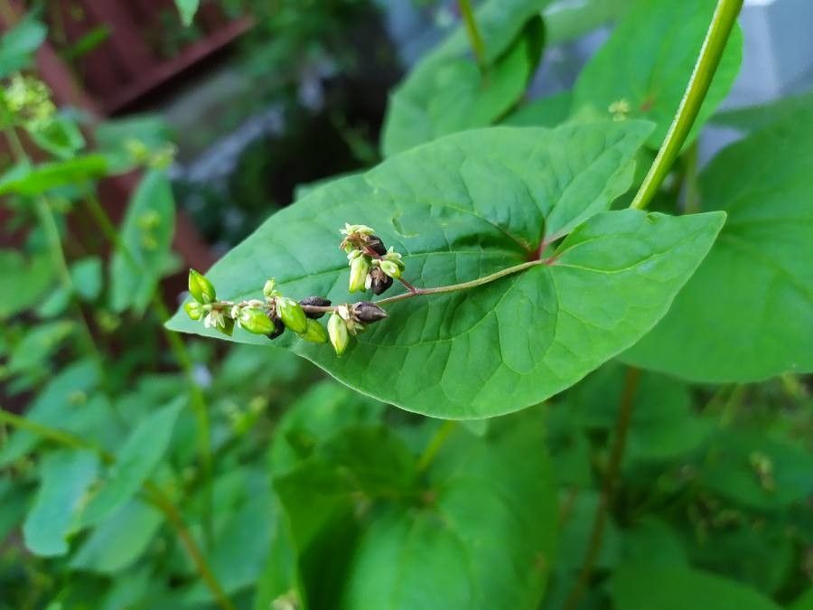 Fagopyrum tataricum flower