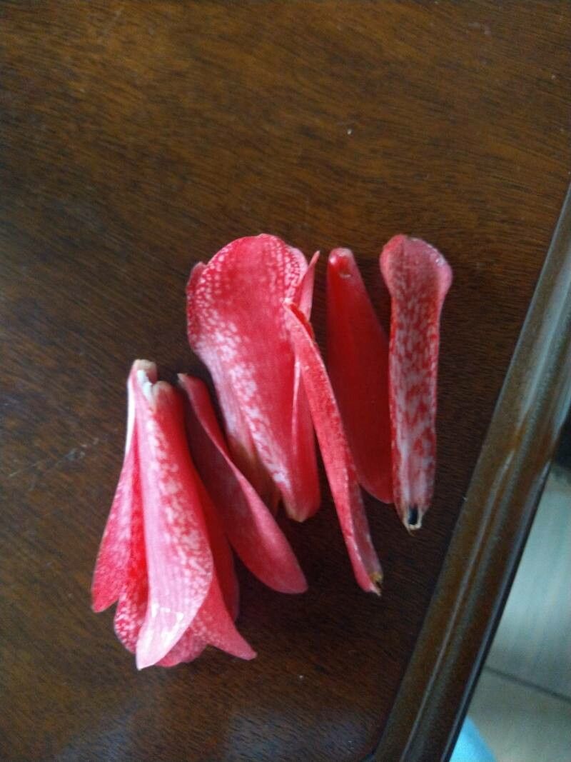 Fritillaria gentneri flower