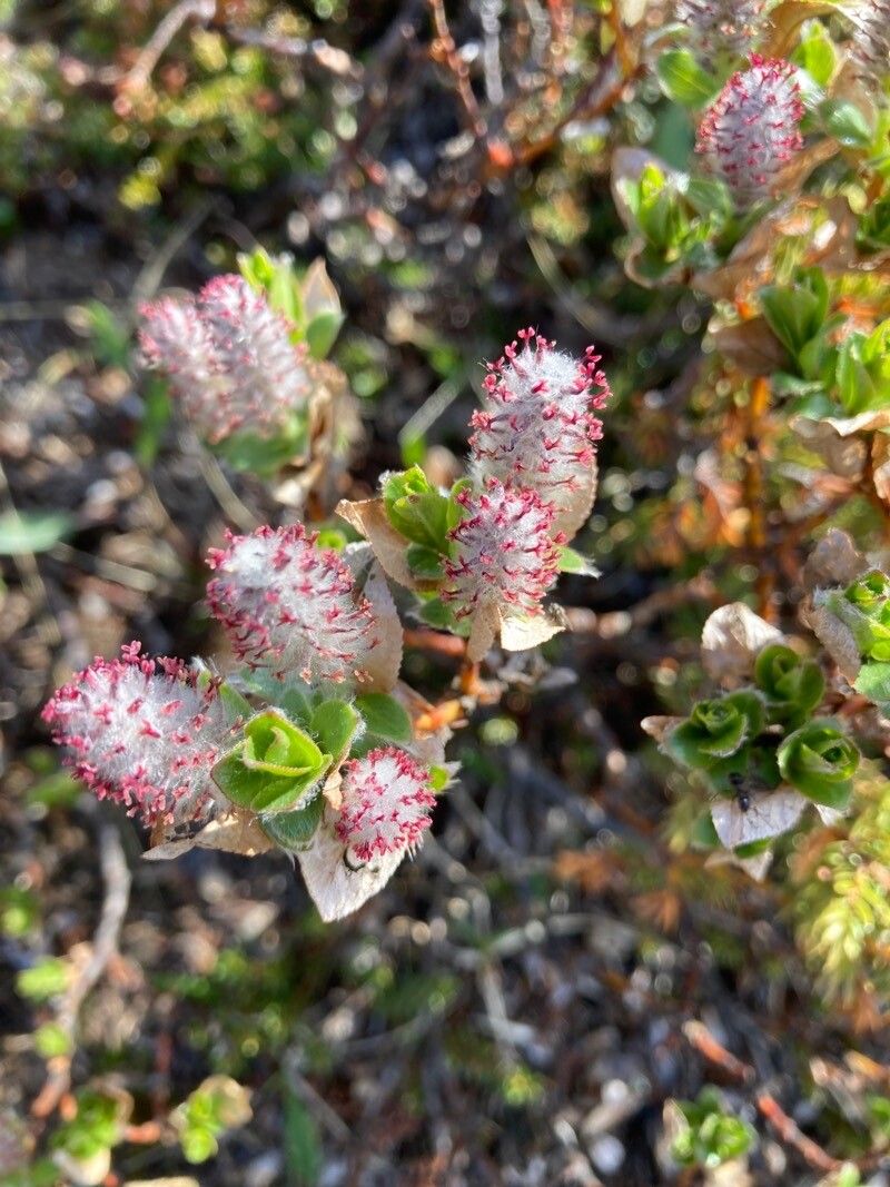 Salix lapponum flower