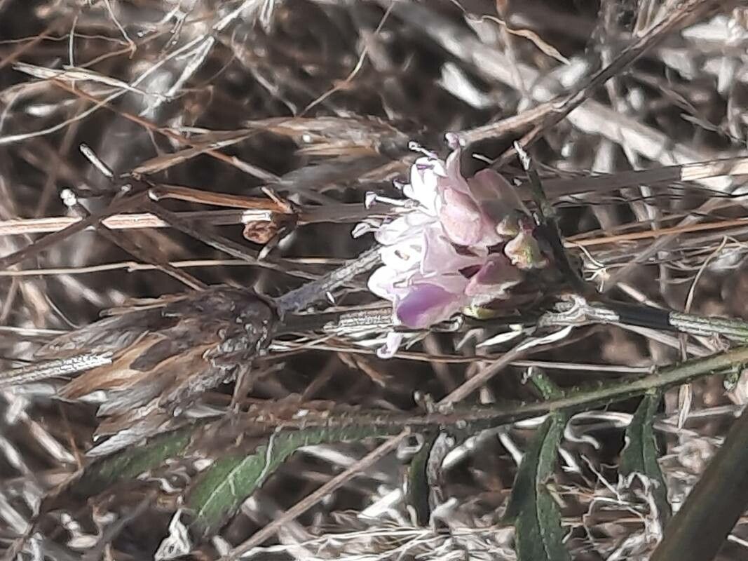 Cephalaria transylvanica leaf