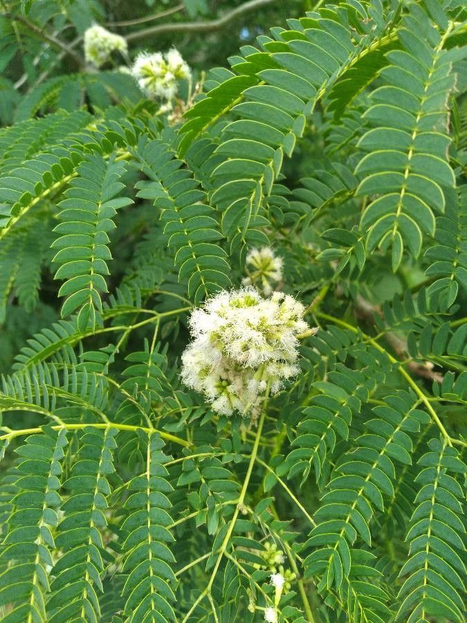 Enterolobium contortisiliquum flower