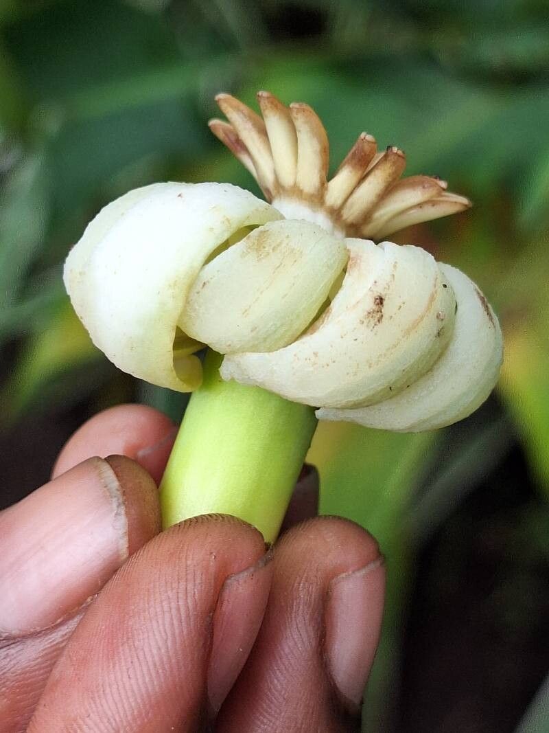 Anthocleista schweinfurthii flower