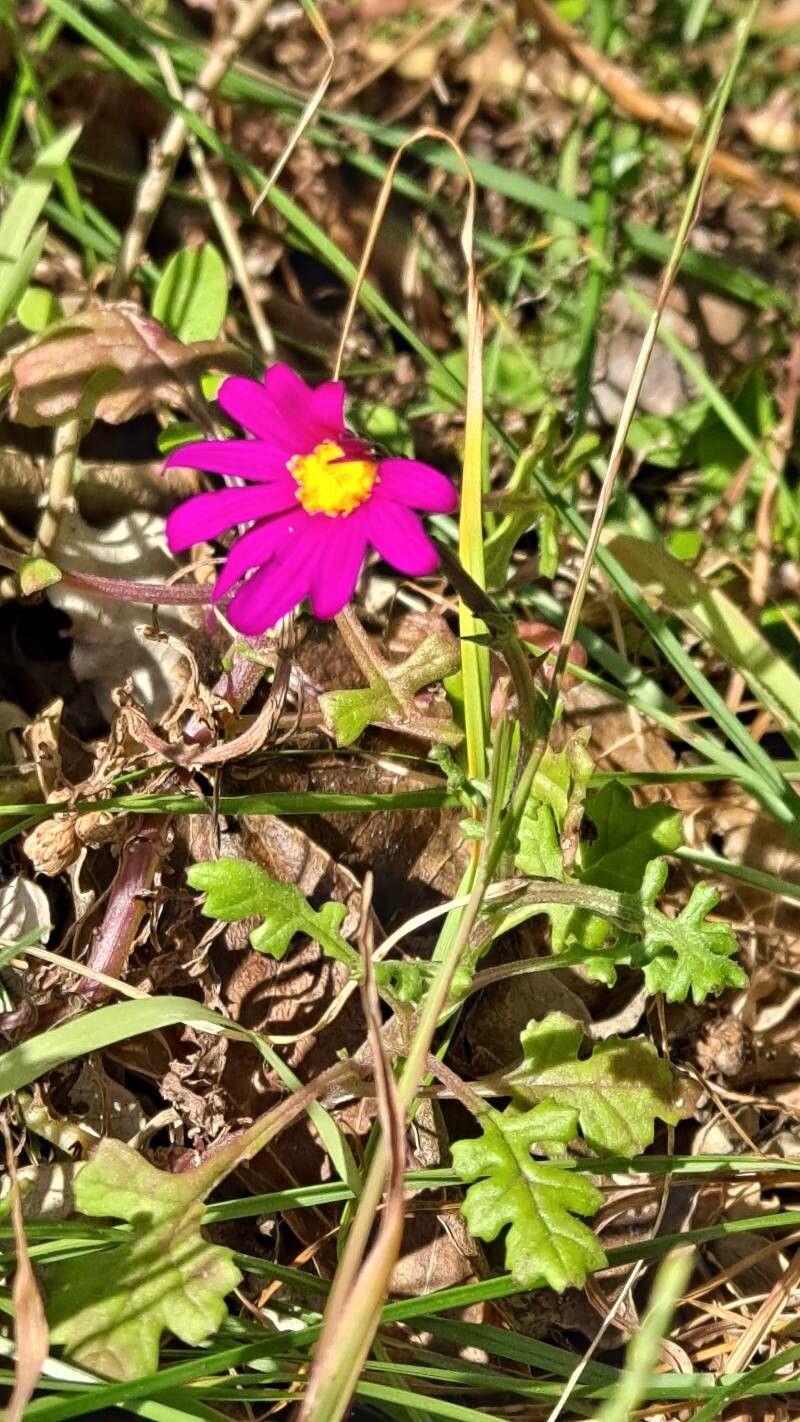 Senecio elegans flower