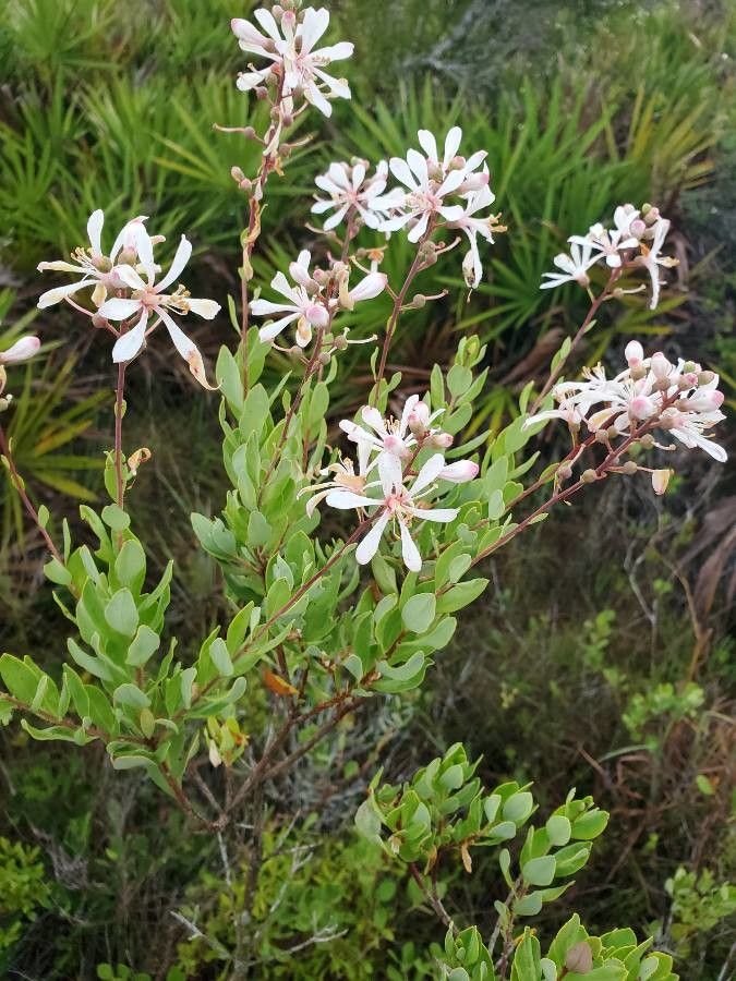 Bejaria racemosa flower