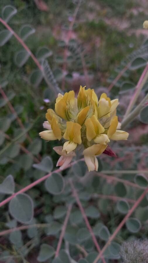 Astragalus rahiminejadii flower
