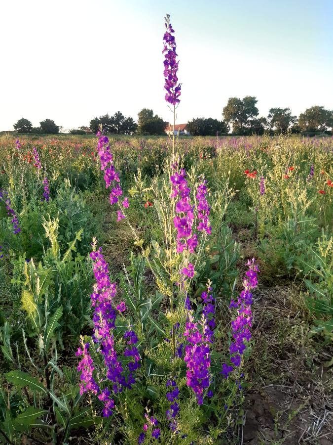 Consolida orientalis habit