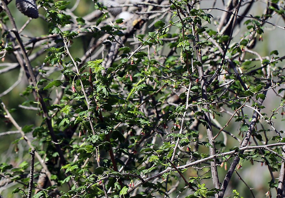 Ribes thacherianum habit