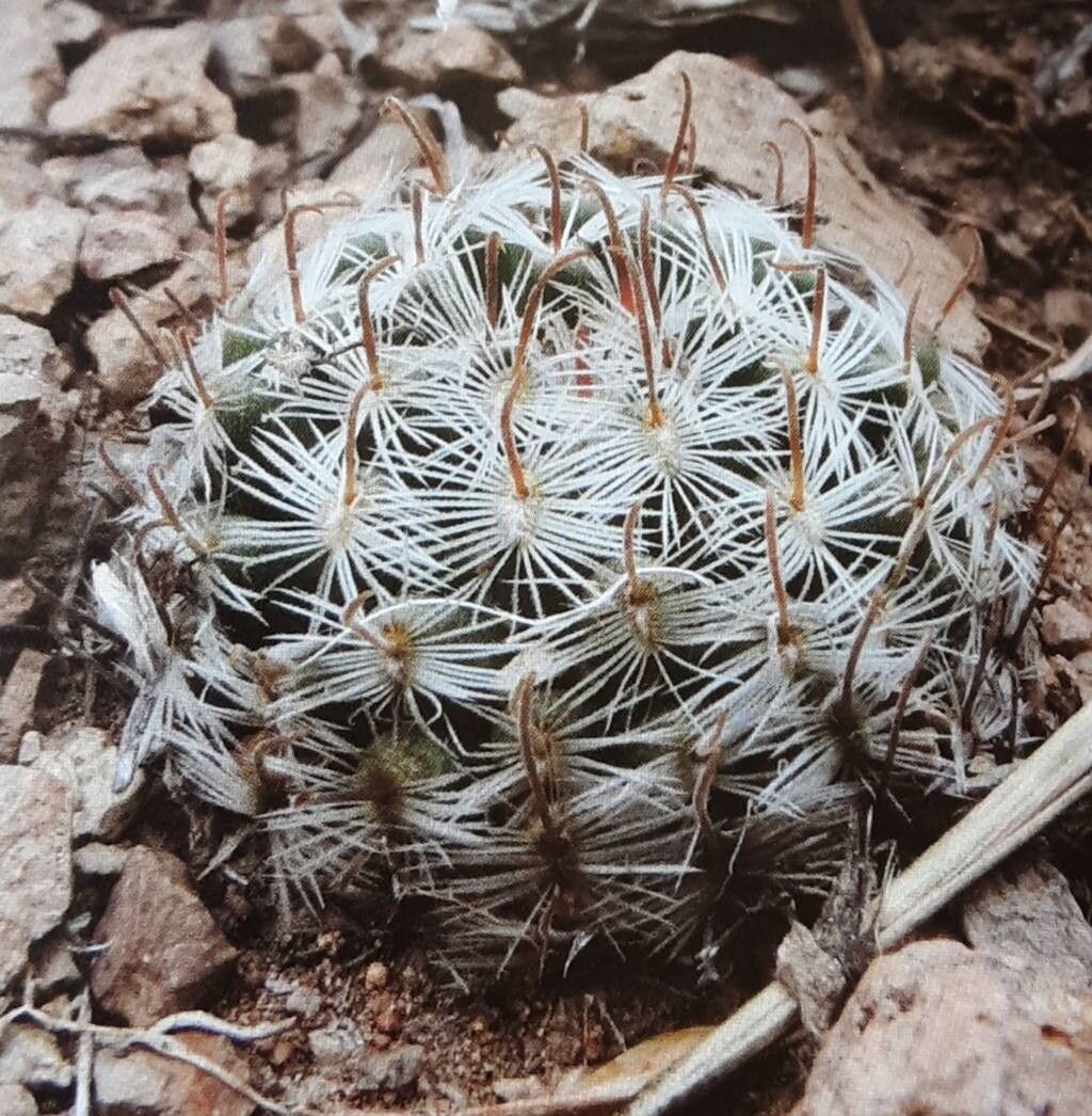 Mammillaria nana habit