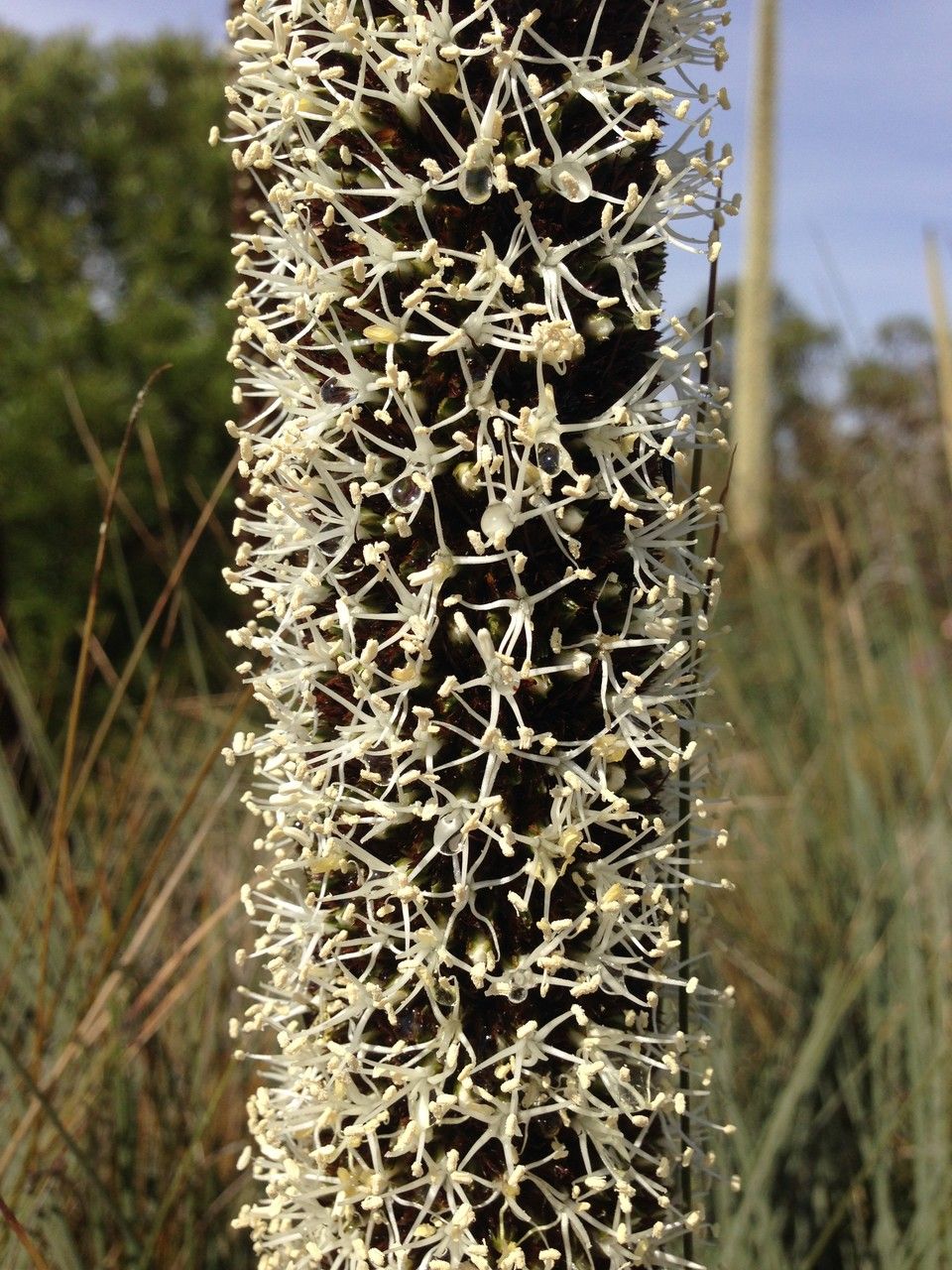 Xanthorrhoea glauca fruit