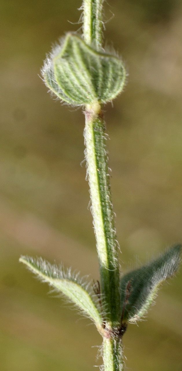 Micromeria myrtifolia leaf