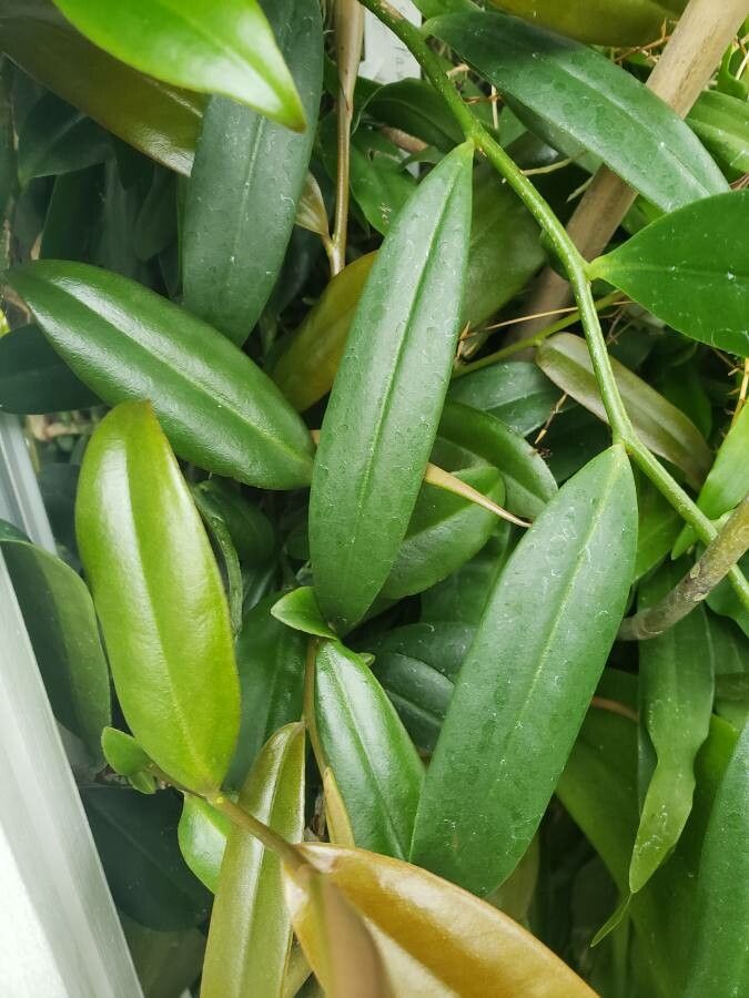 Phalaenopsis amboinensis