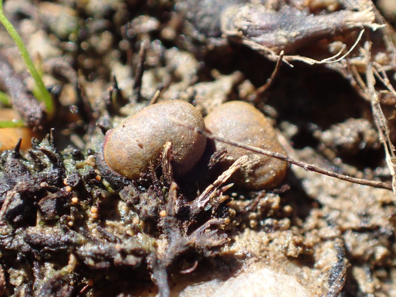 Marsilea strigosa fruit