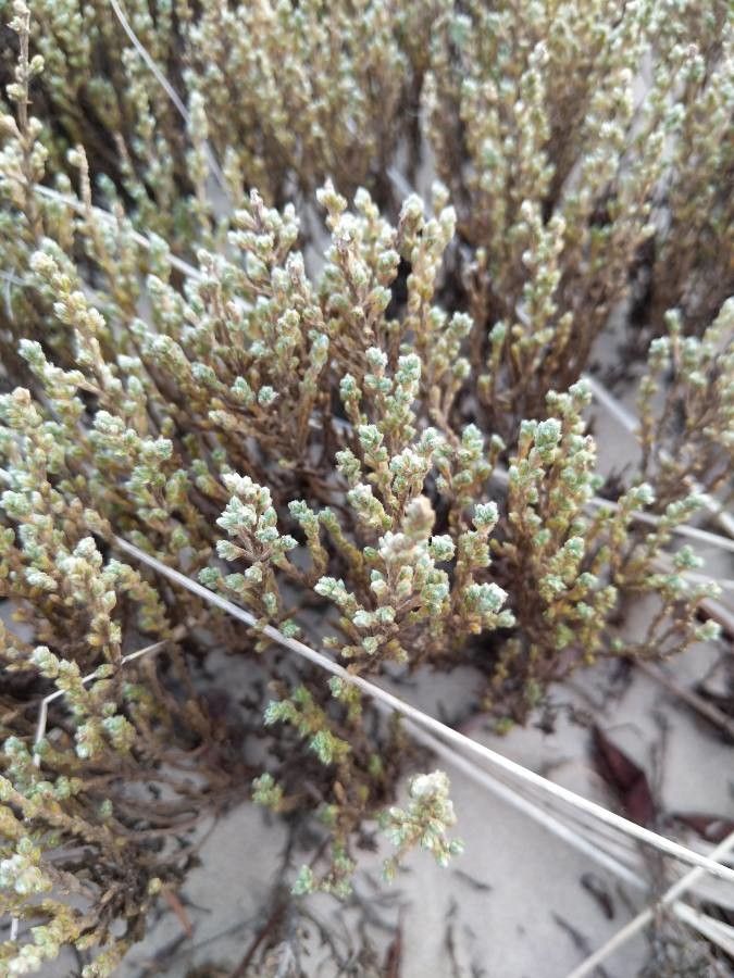 Hudsonia tomentosa — search result for 'Eastern and central North America'