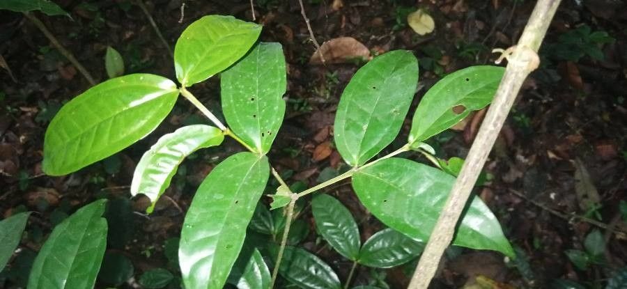 Calliandra trinervia leaf