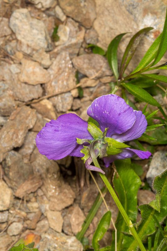 Viola calcarata bark