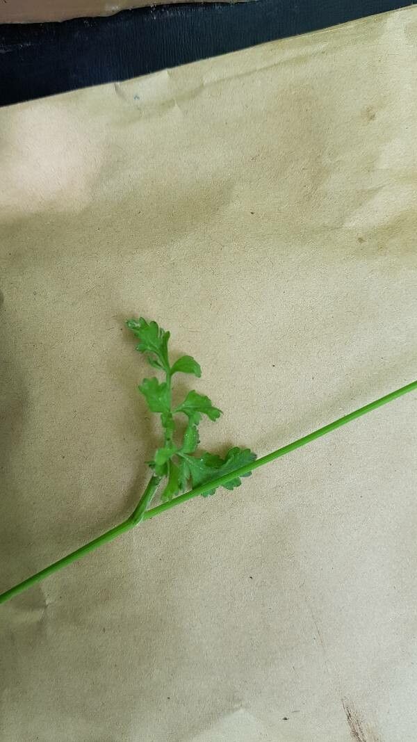 Conopodium pyrenaeum — related species from the same genus