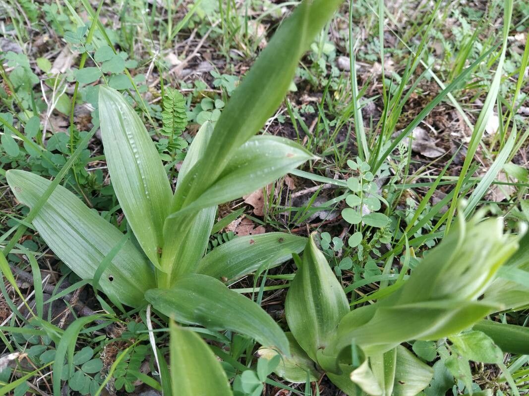 Orchis x spuria — houseplant care guide