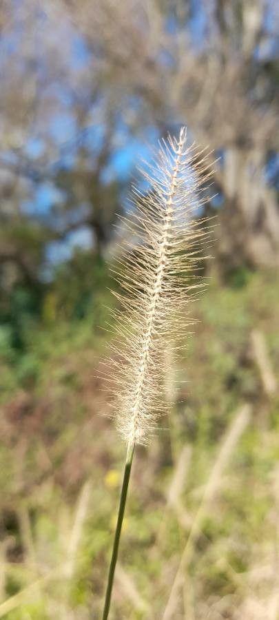Setaria parviflora fruit