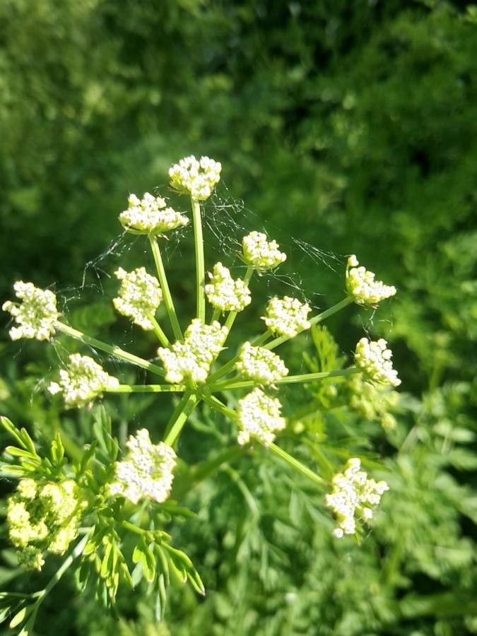 Pleurospermum austriacum flower