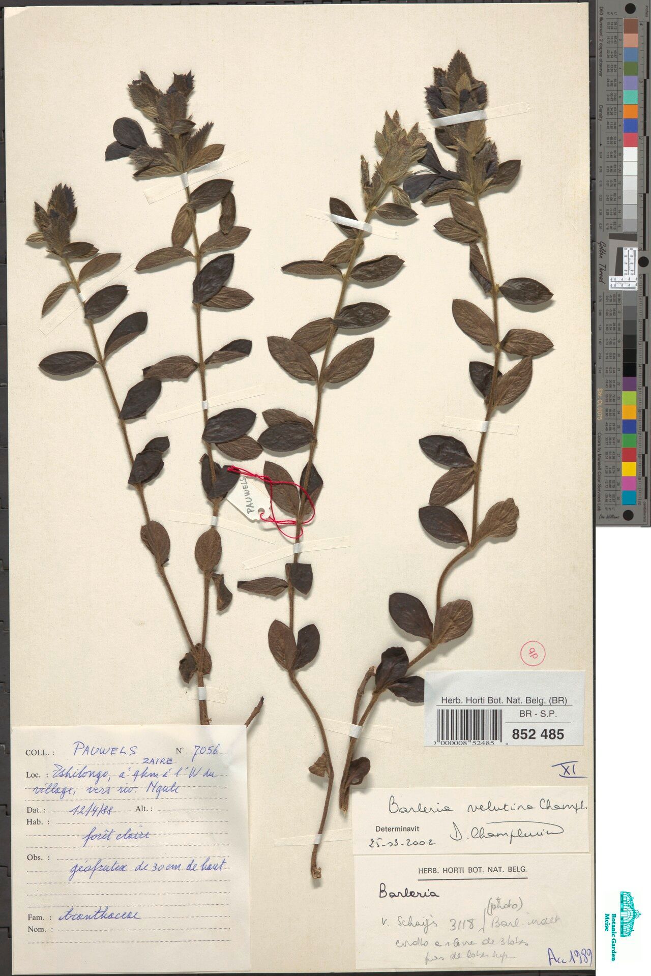 Barleria velutina — houseplant care guide