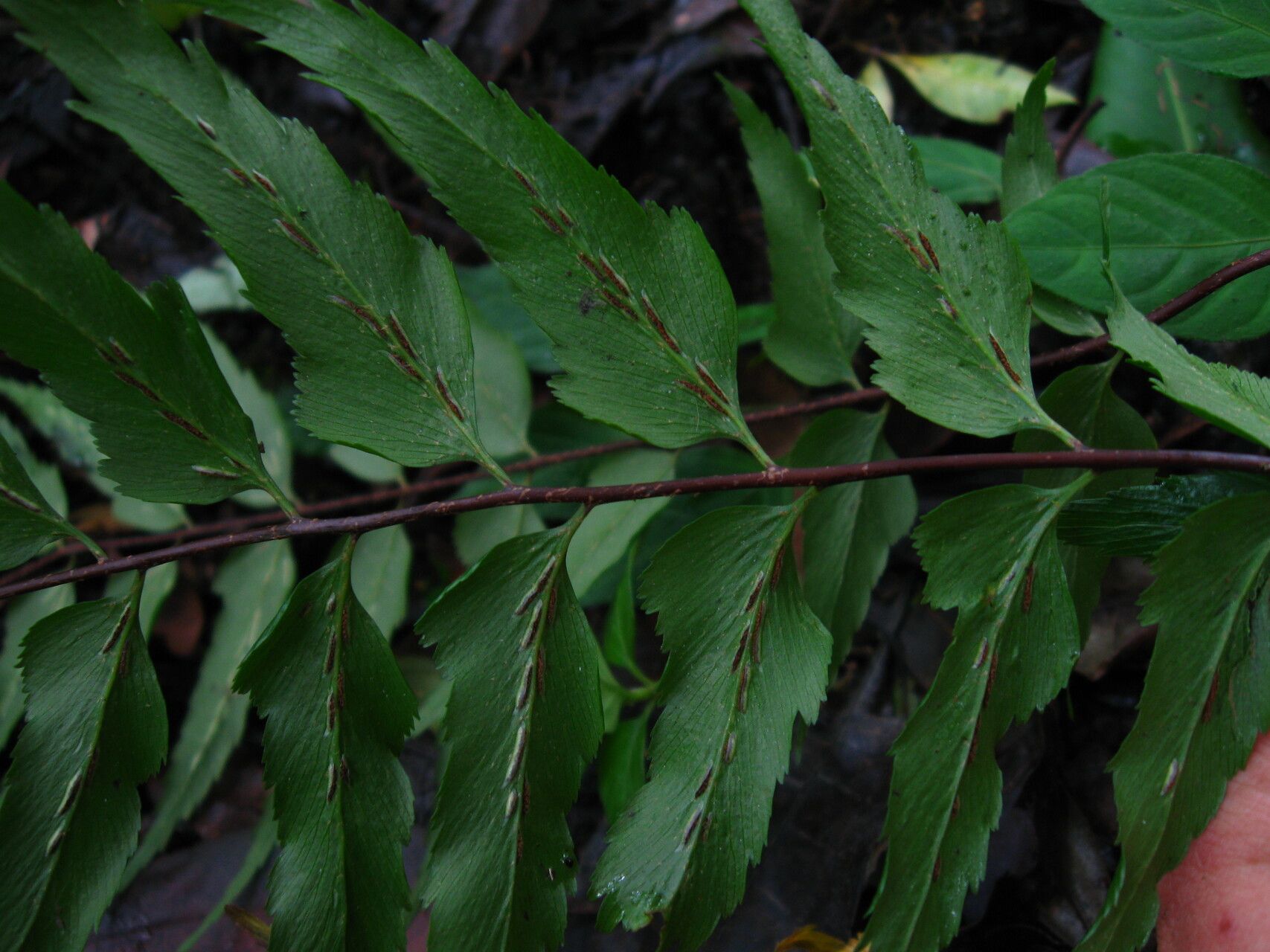 Asplenium friesiorum fruit