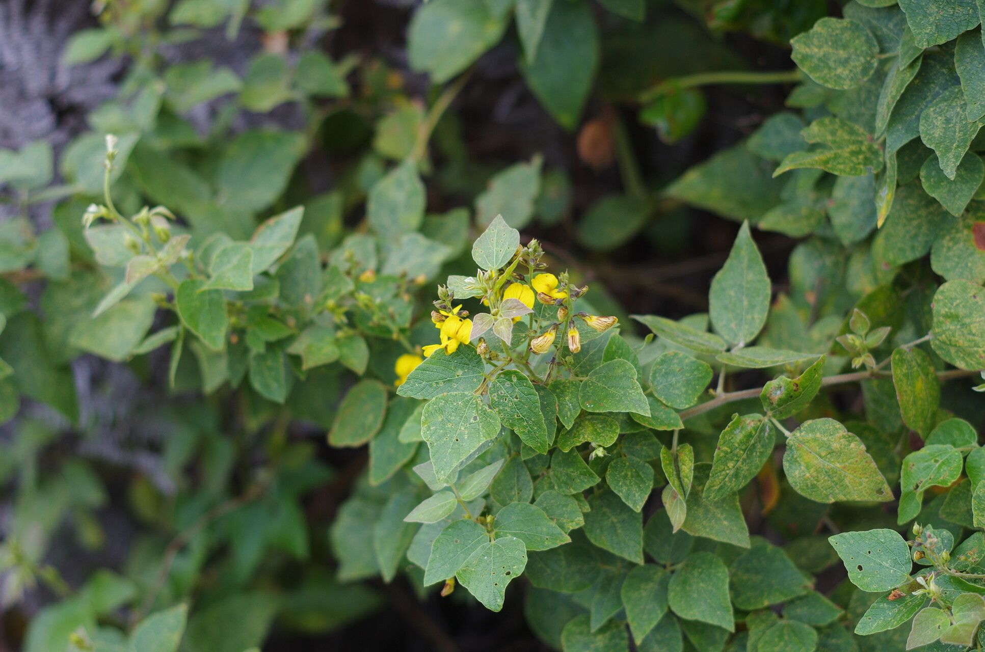 Rhynchosia versicolor — houseplant care guide