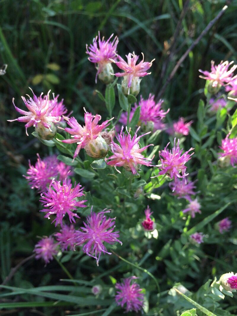 Rhaponticum repens flower