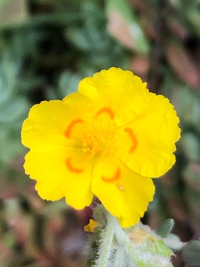 Helianthemum caput-felis flower