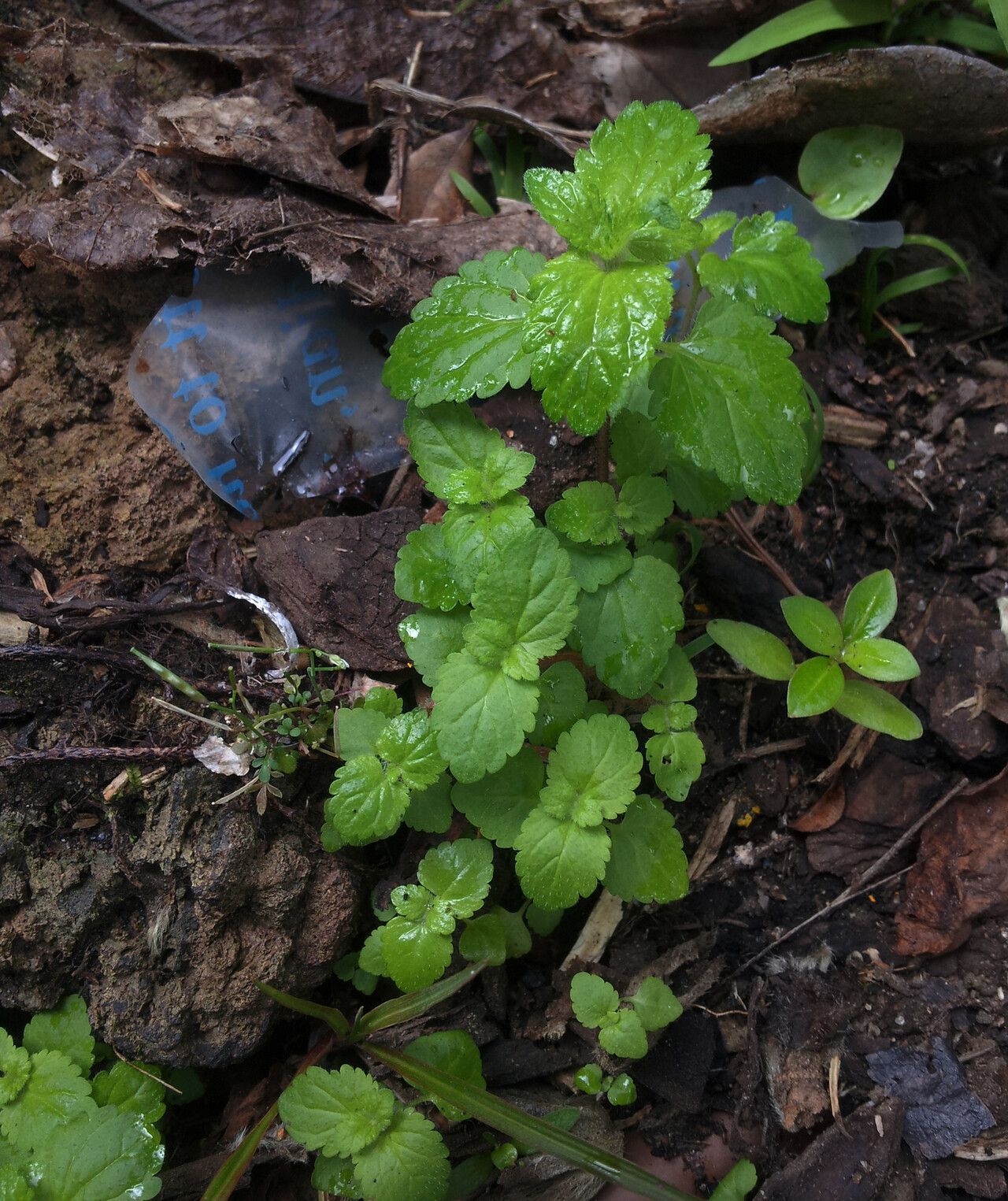 Veronica javanica habit
