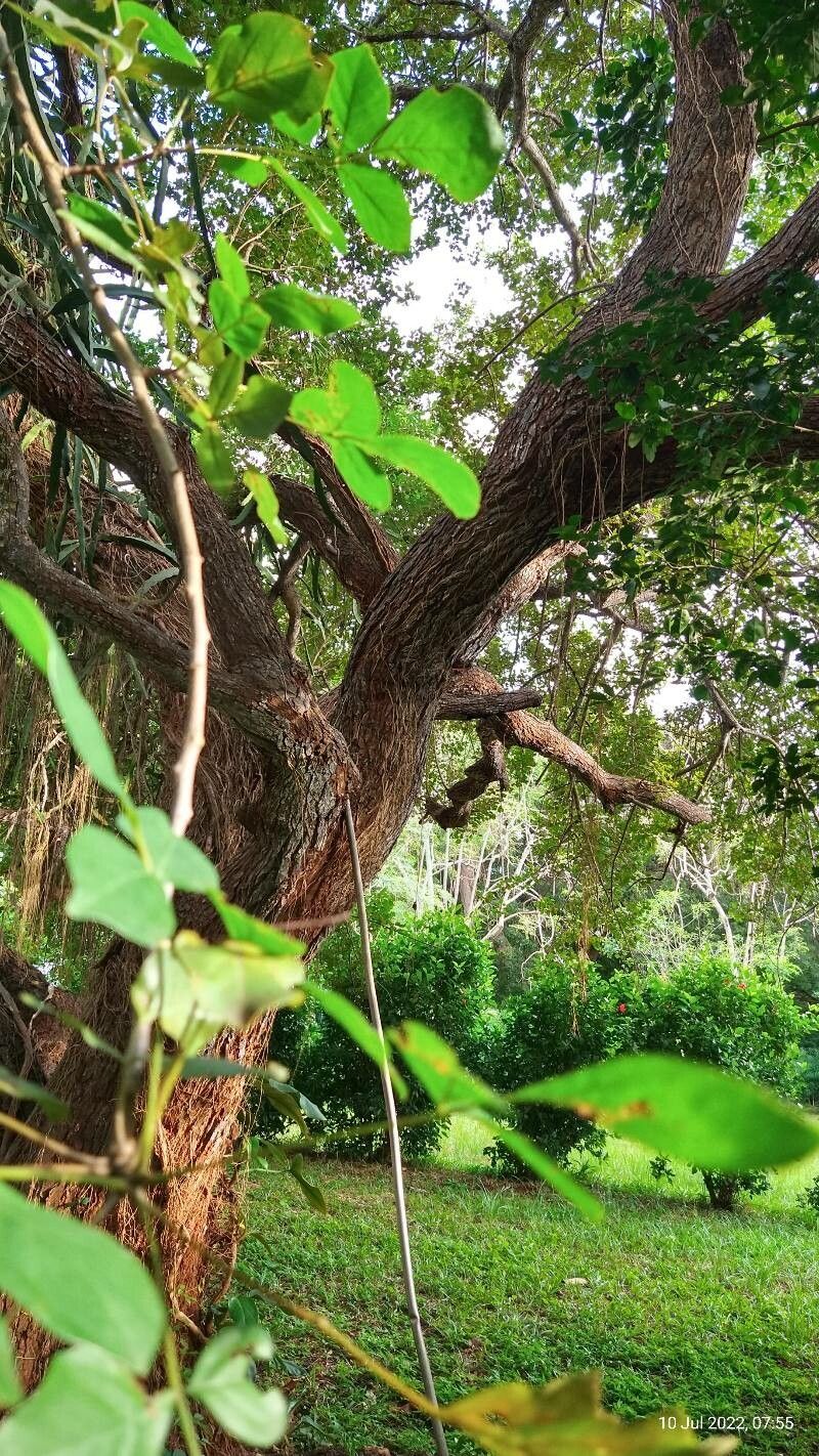Lannea schweinfurthii bark