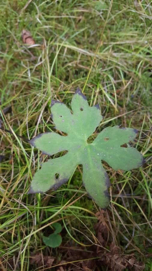 Petasites frigidus leaf