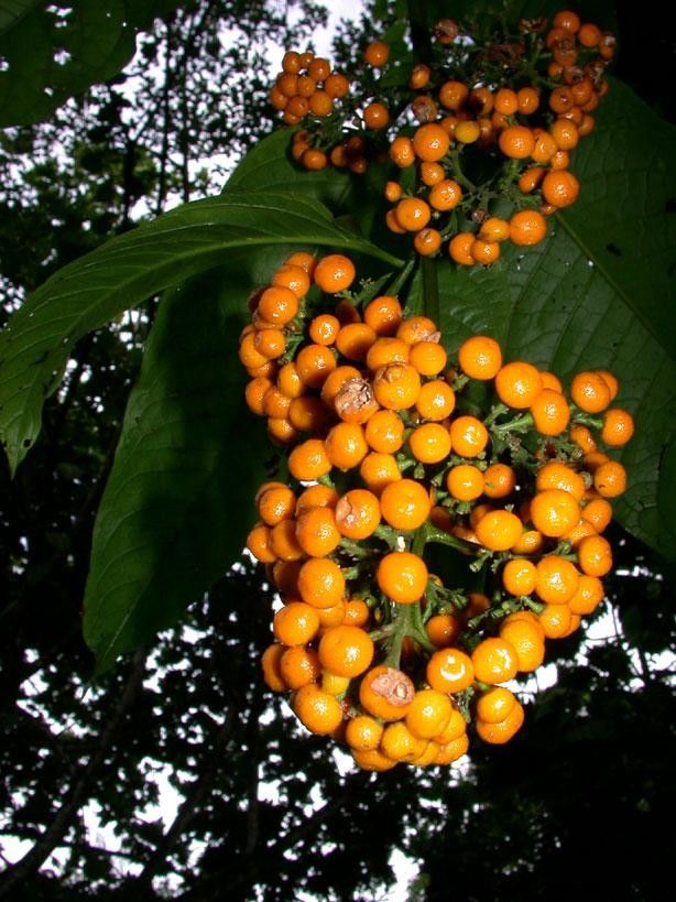 Aegiphila falcata fruit