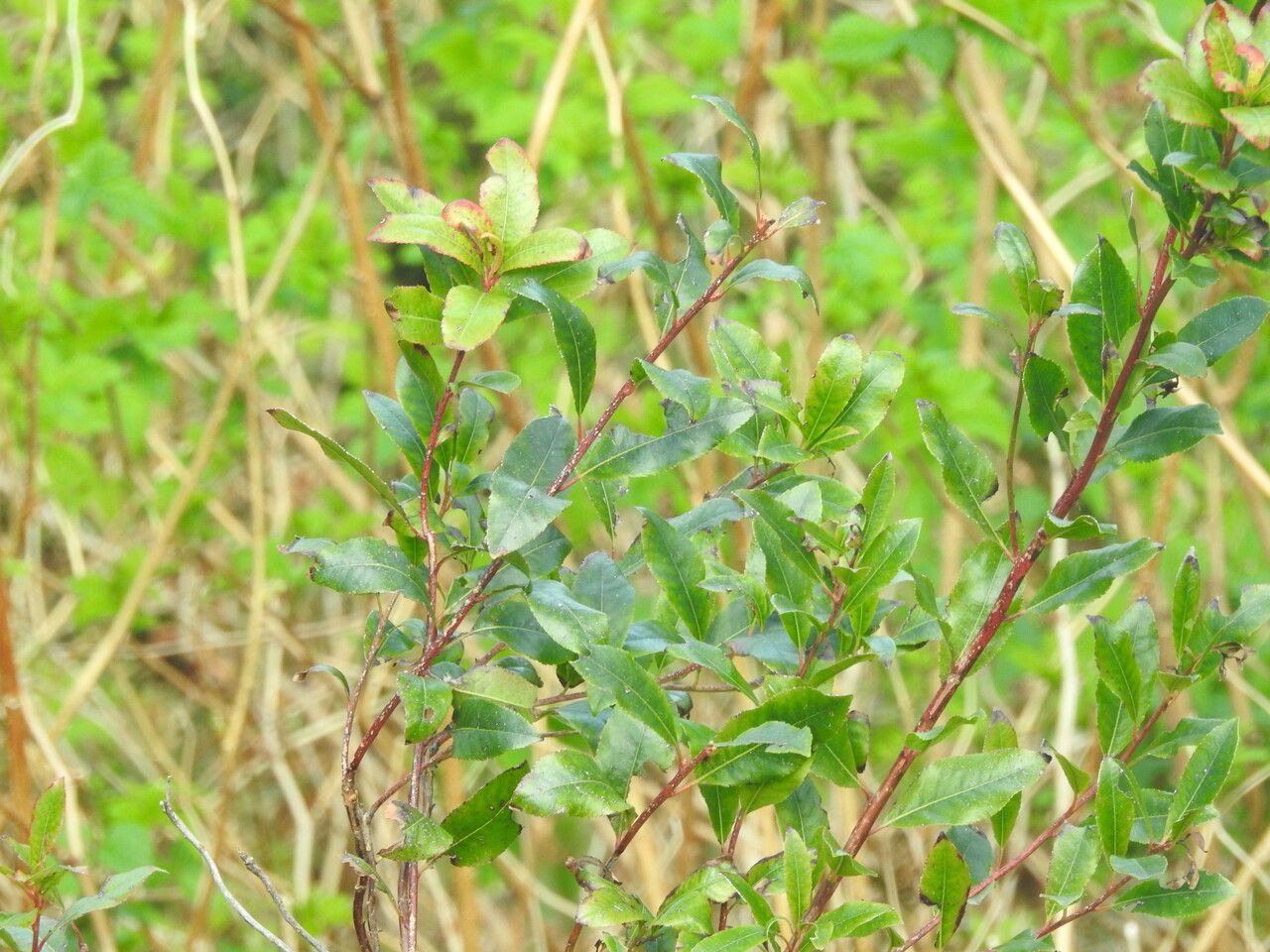 Prunus susquehanae leaf
