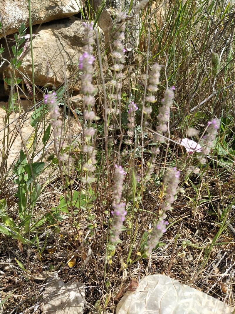 Micromeria myrtifolia flower