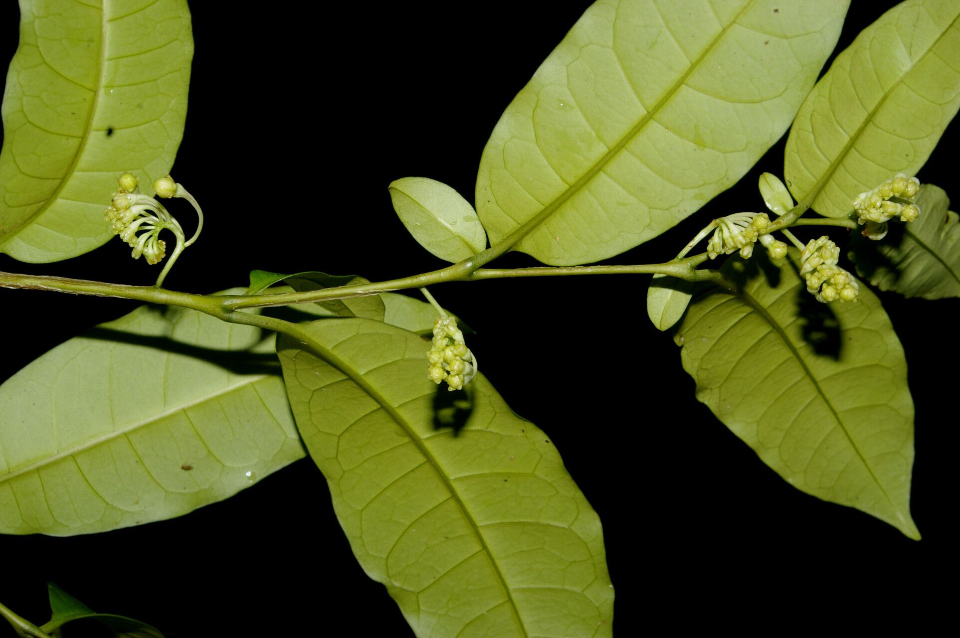 Solanum tuerckheimii flower