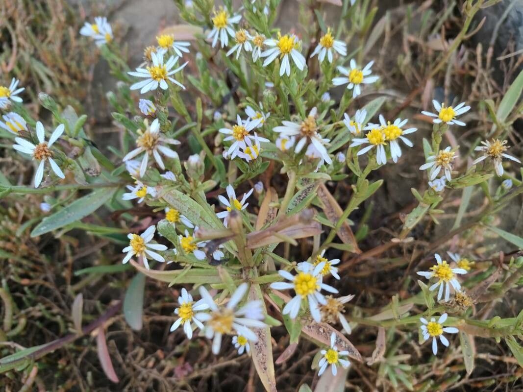 Aster tripolium flower