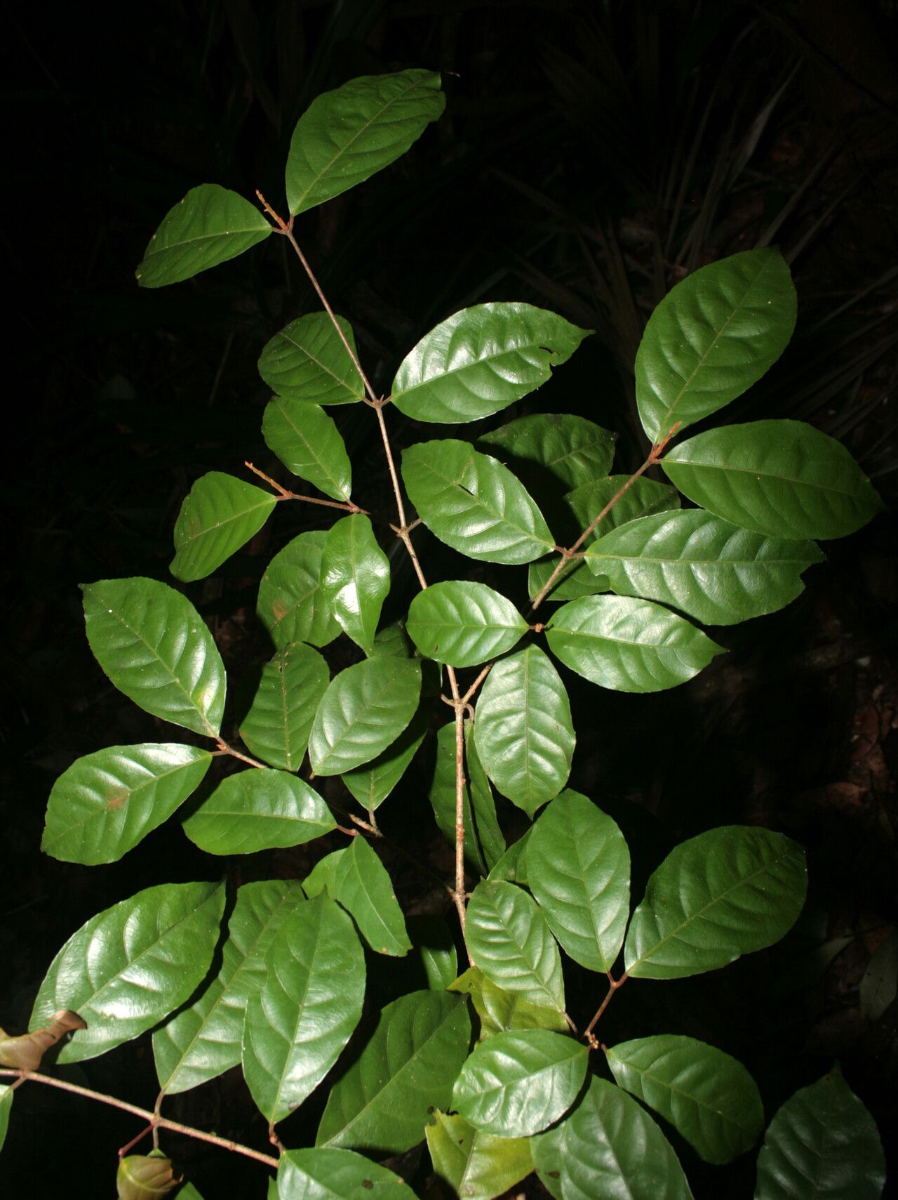 Rinorea pubiflora other