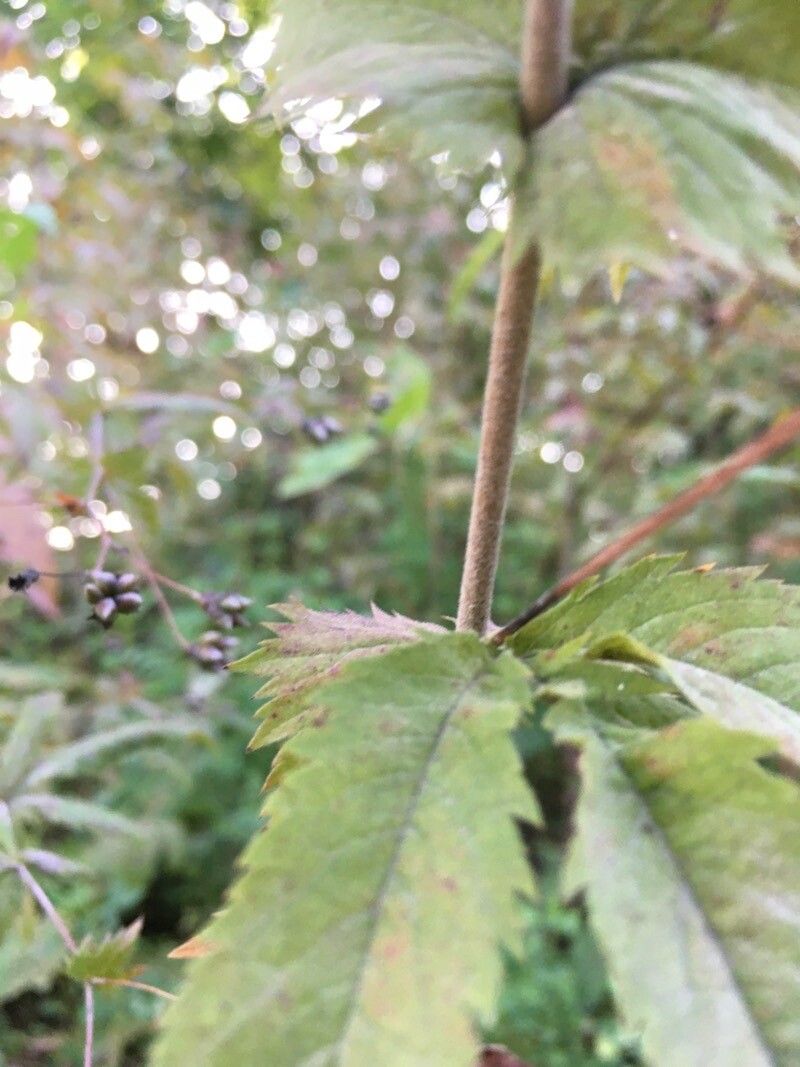 Gillenia stipulata bark