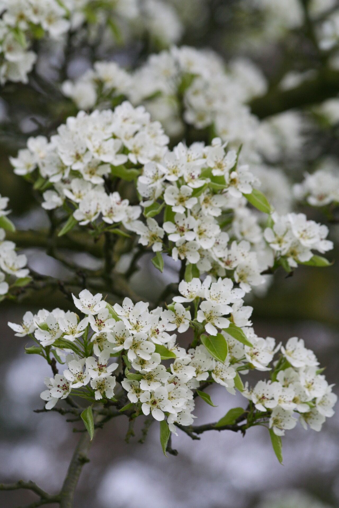 Pyrus bretschneideri