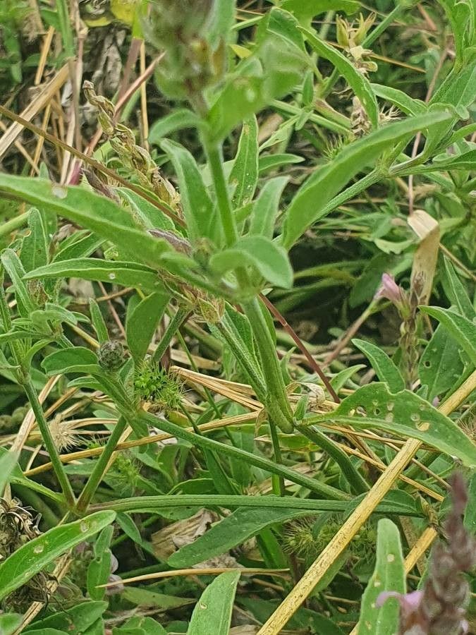 Asystasia riparia — search result for 'Asystasia'