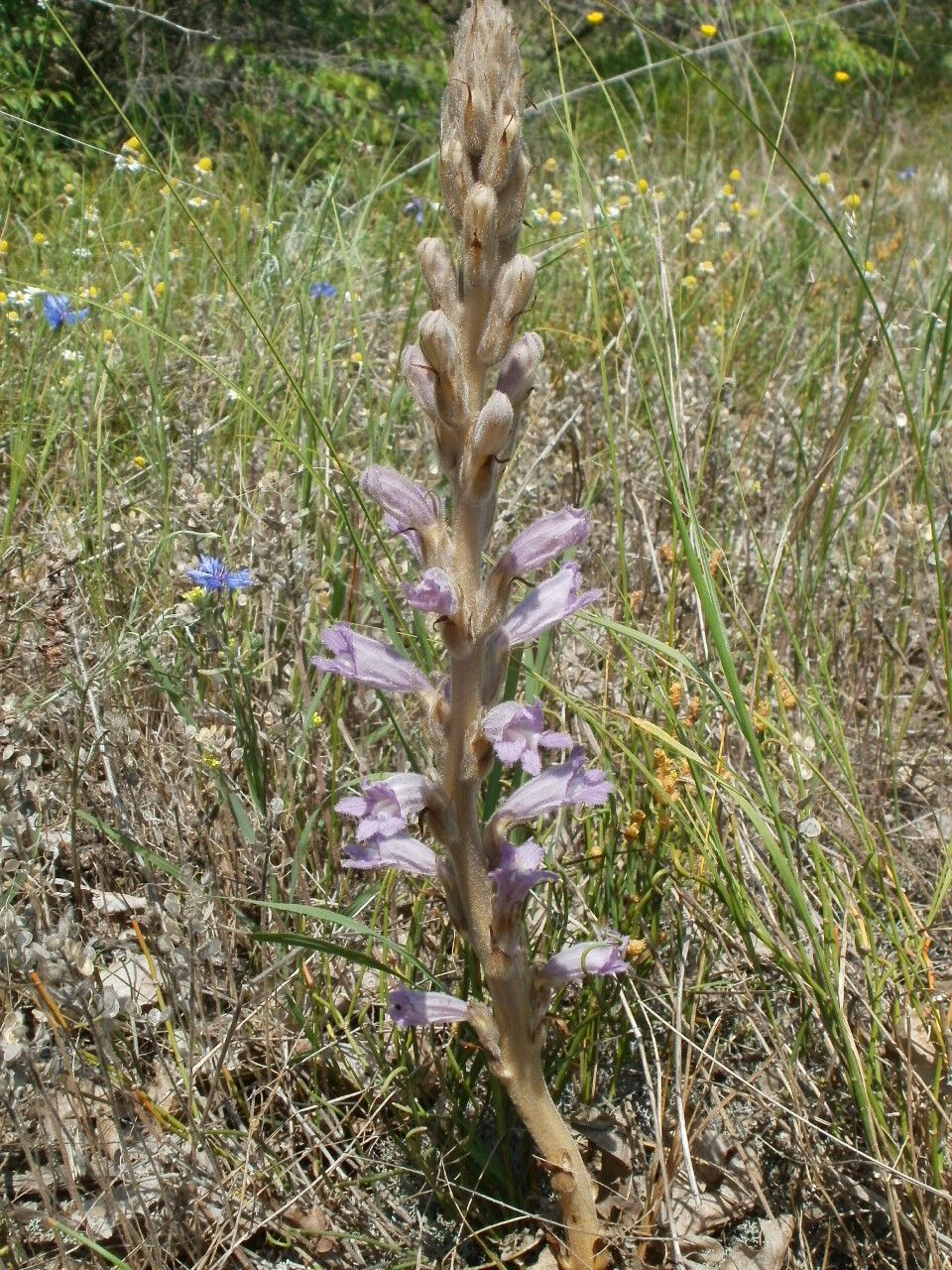 Orobanche arenaria habit