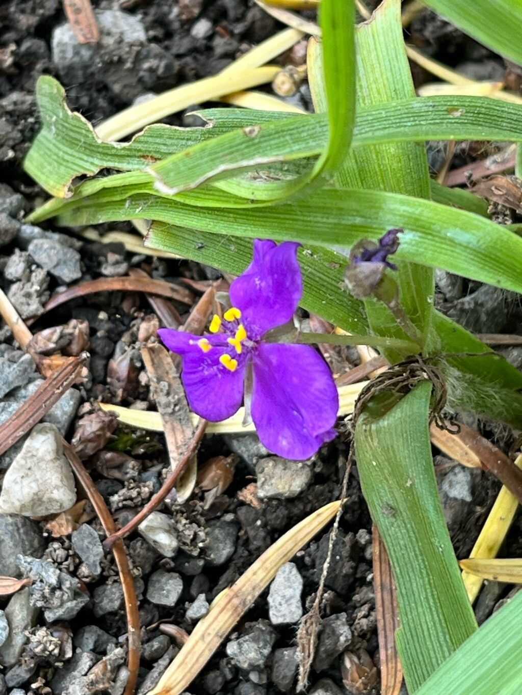Tradescantia longipes flower