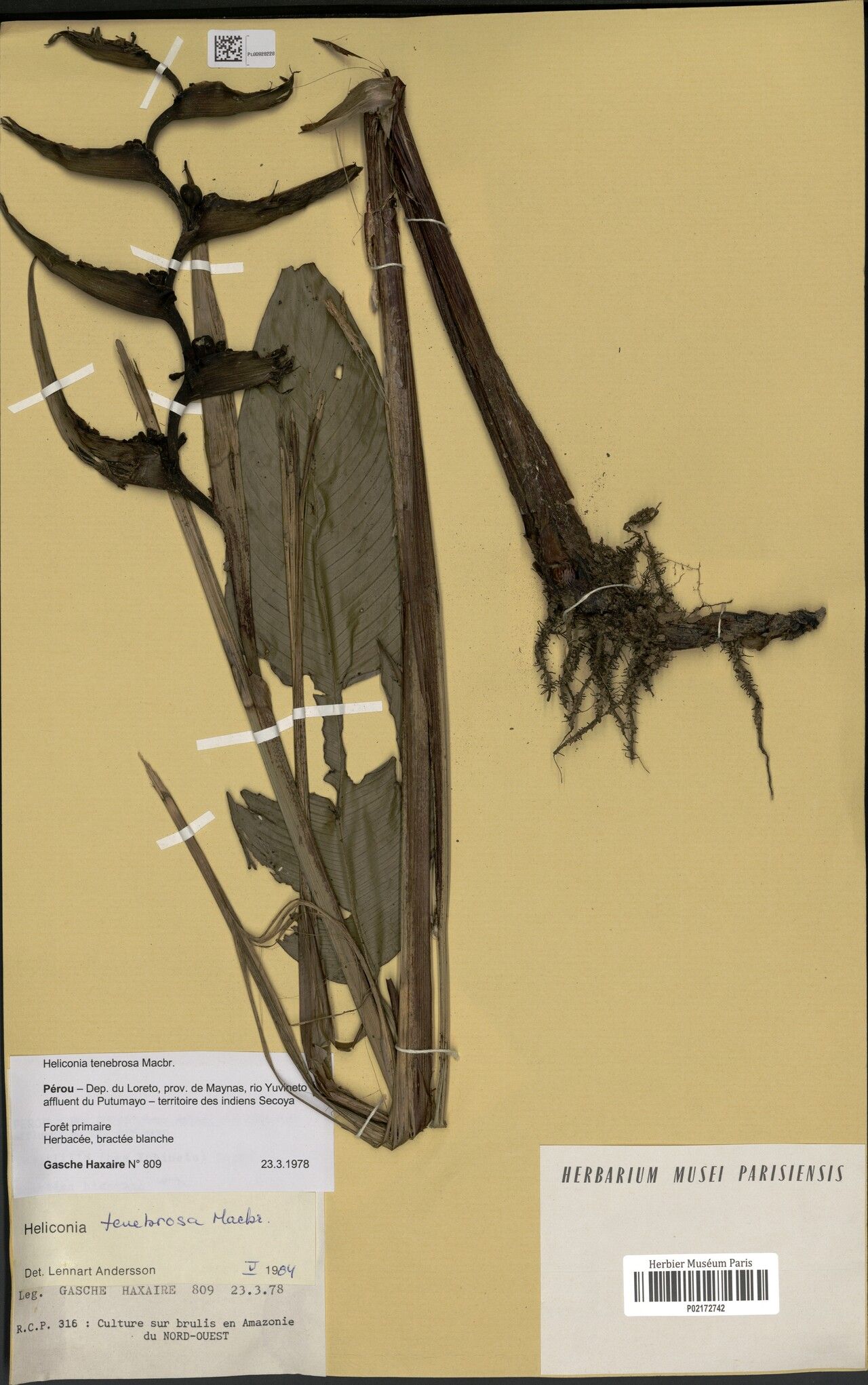 Heliconia tenebrosa fruit